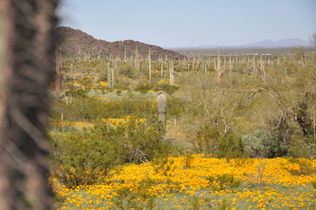 Image of saguaro cactus and wildflower looms near Tucson, Arizona during the spring.
